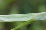 Awlfruit sedge